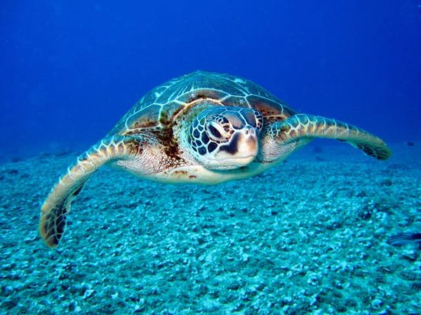 Quels sont les meilleurs spots pour une plongée avec les tortues de mer au Costa Rica ?
